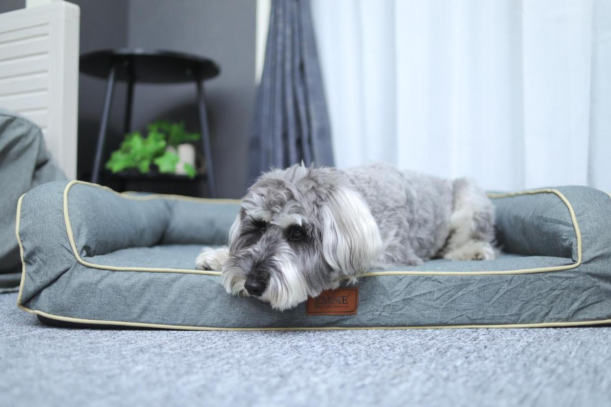 ペットと泊まれる宿 DoggoInn